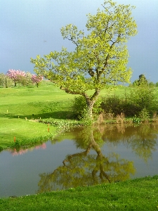 Tree water nature plant Photo