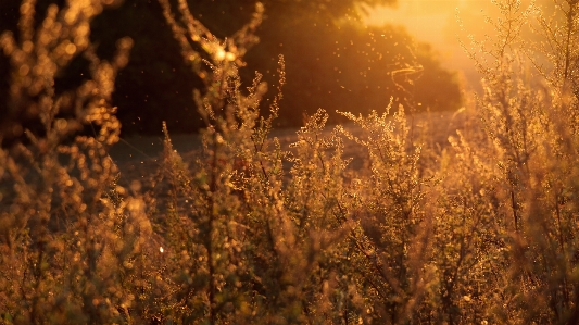 Tree nature forest grass Photo