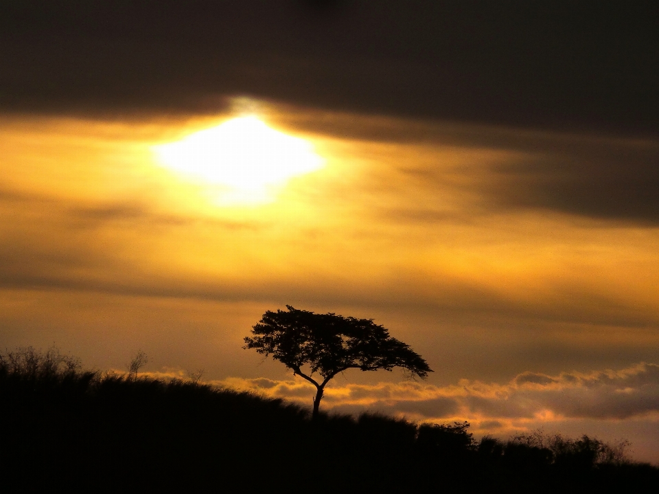 Paysage arbre nature horizon