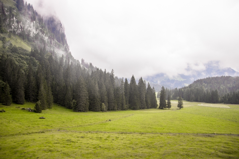 Landscape tree nature forest