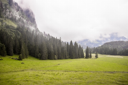 Landscape tree nature forest Photo