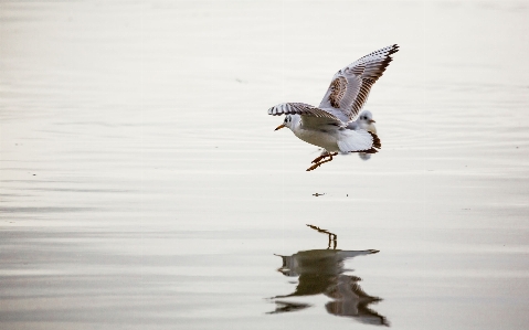 Foto Agua pájaro ala río