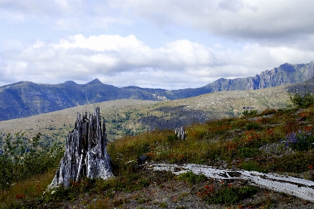 Landscape tree nature rock Photo