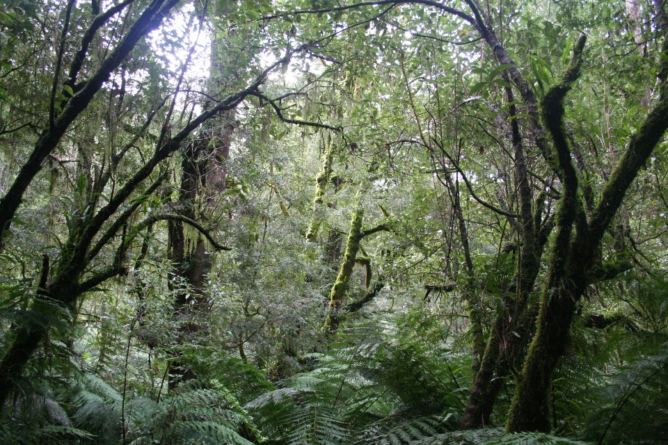 Pohon hutan gurun
 cabang