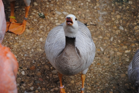 Foto água natureza pássaro asa