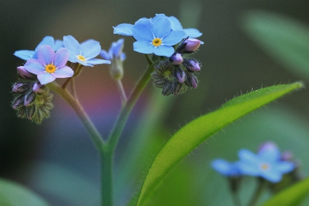 Nature blossom plant photography Photo