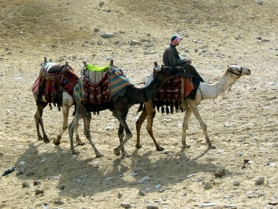 Landscape outdoor sand desert Photo