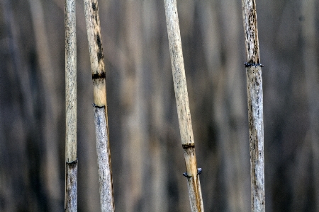 Grass branch winter light Photo