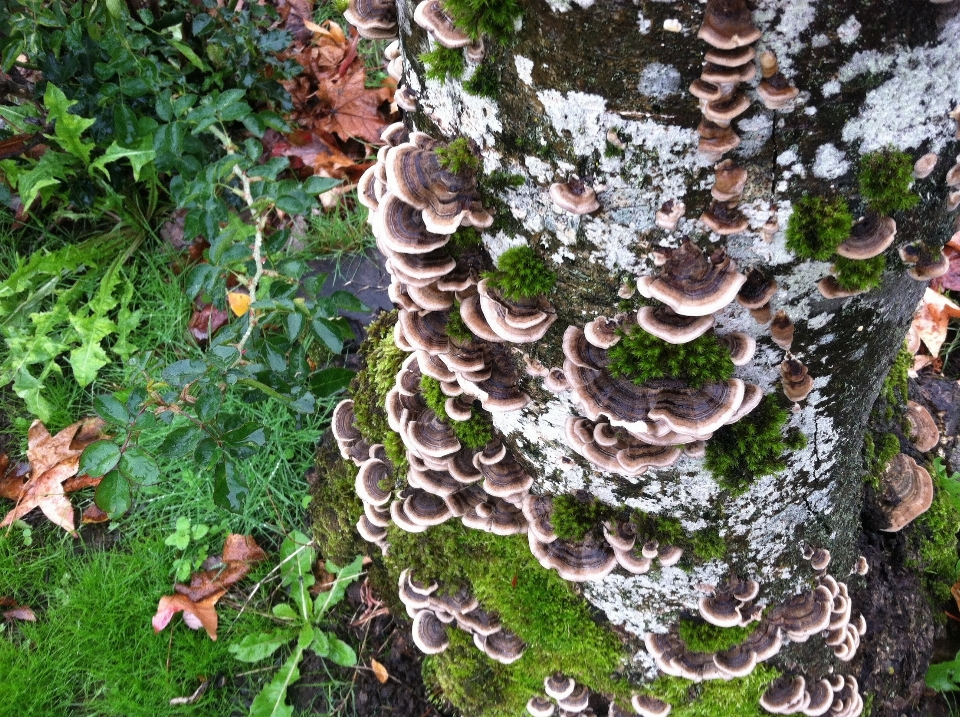 Albero natura foresta pianta