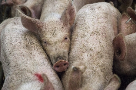 Zdjęcie Gospodarstwo rolne zwierzę rolnictwo żywy inwentarz