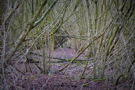 Tree nature forest grass Photo