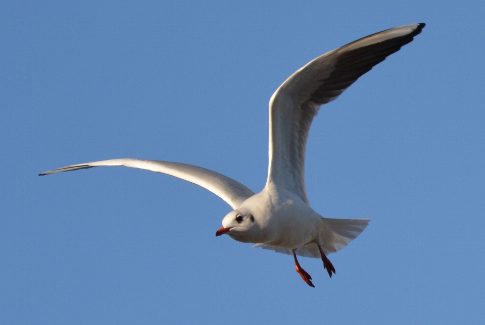 Burung sayap udara laut
