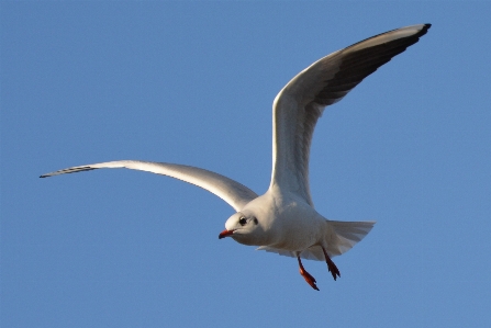 Bird wing air seabird Photo