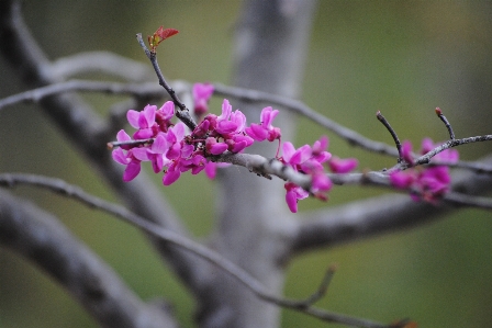 Nature branch blossom plant Photo