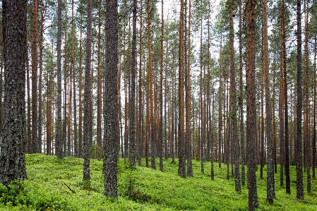 Tree nature forest grass Photo