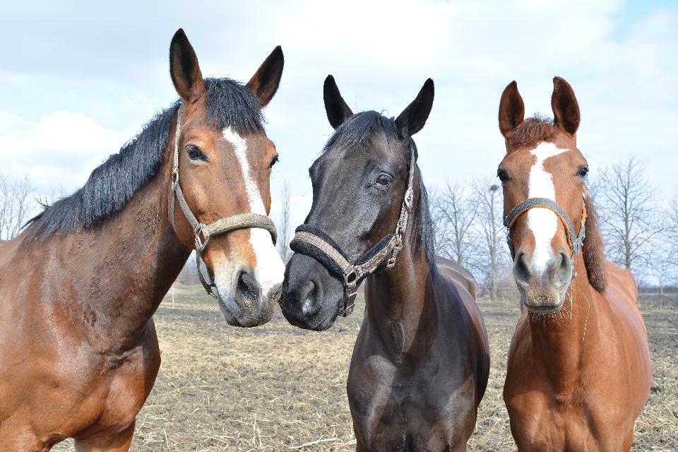 Animal wild horse rein