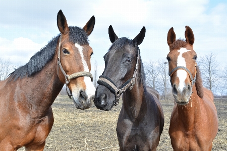 Animal wild horse rein Photo