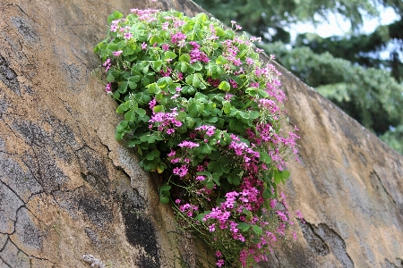 Ağaç doğa rock çiçek Fotoğraf