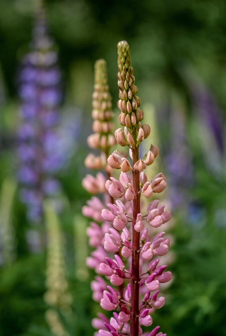 Natura all'aperto fiore sfocatura