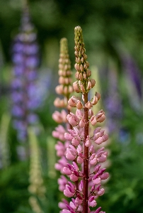 Nature outdoor blossom blur Photo