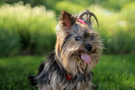 Foto Perro mascota mamífero jardín