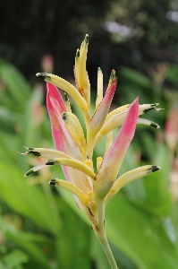 Nature blossom plant leaf Photo