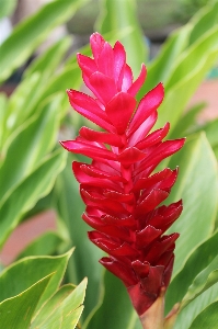 Nature blossom plant flower Photo