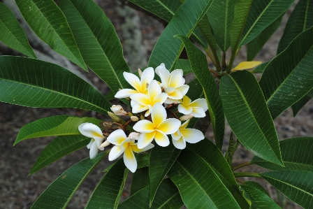 Tree blossom plant leaf Photo