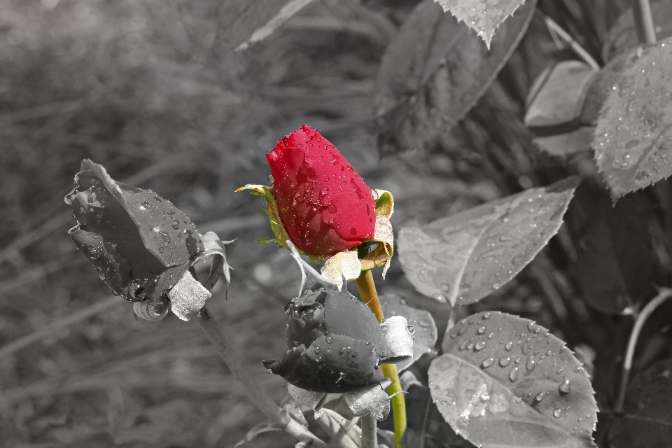 Nature bifurquer fleurir neige