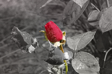 Photo Nature bifurquer fleurir neige