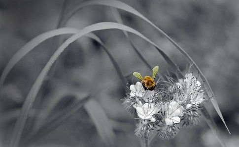 Photo Nature bifurquer fleurir hiver