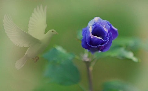 Nature blossom wing plant Photo