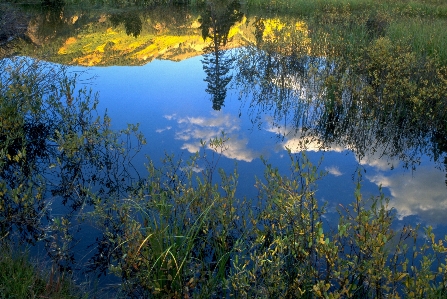 Landscape tree water nature Photo