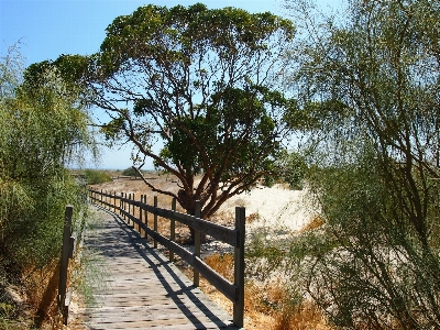 Photo Arbre sable usine piste