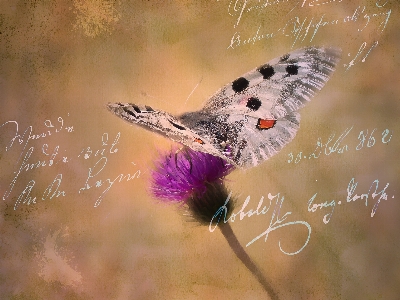 Nature branch blossom bird Photo