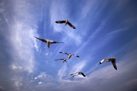 Sea bird wing sky Photo