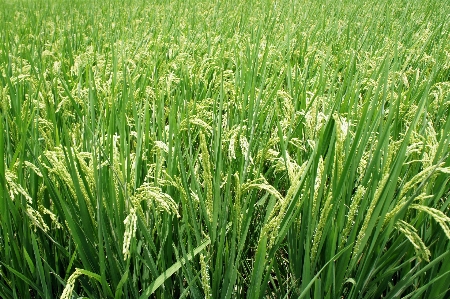 Grass plant field lawn Photo