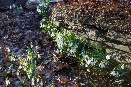 木 自然 森 植物 写真