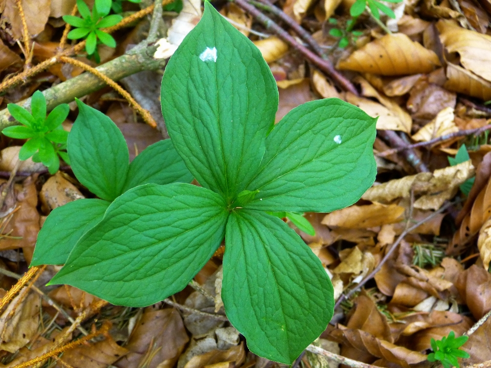 Bosque planta baya hoja