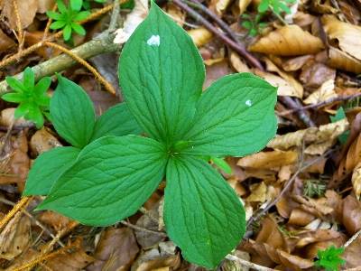 Foto Foresta pianta bacca foglia