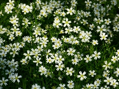 Plant white field meadow Photo