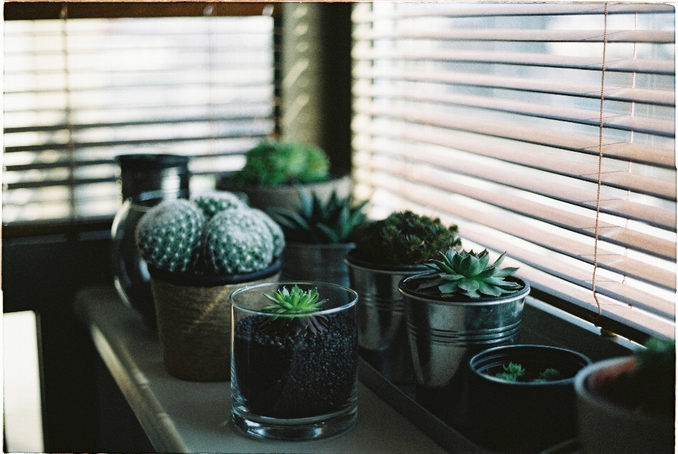 Table flower window green