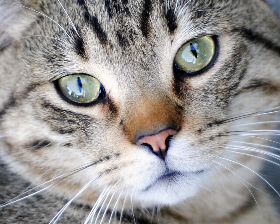 Kätzchen katze säugetier schließen