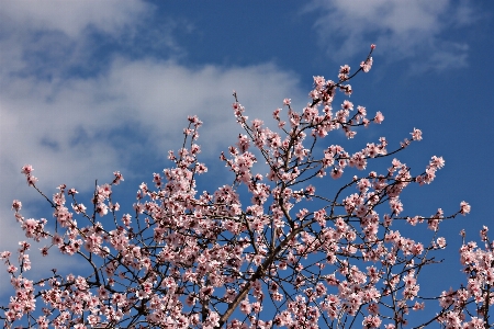 Tree branch blossom winter Photo