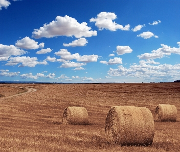 Sky hay field wheat Photo