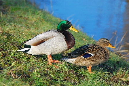 Water nature grass bird Photo