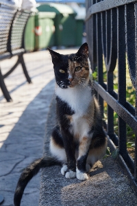 Foto Melihat peliharaan anak kucing