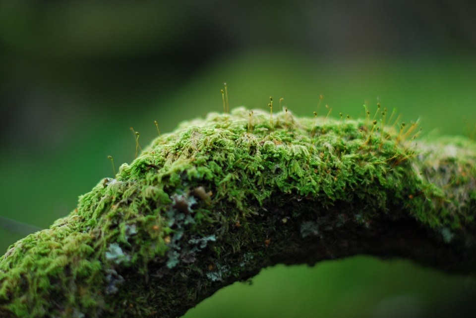 Arbre nature forêt herbe