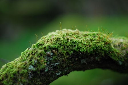 Tree nature forest grass Photo