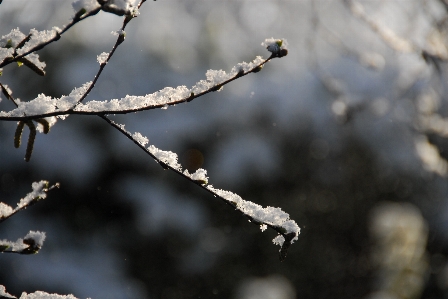 Tree nature forest branch Photo